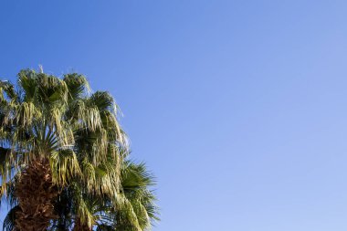 Masmavi bir gökyüzü arka planda palmiye ağacı. Resim veya metnin bir tema - turizm, seyahat ve eğlence üzerine eklemek için arka plan. Doğal arka plan