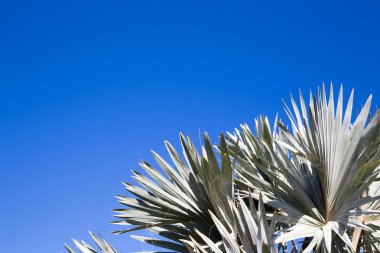 Masmavi bir gökyüzü arka planda palmiye ağacı. Resim veya metnin bir tema - turizm, seyahat ve eğlence üzerine eklemek için arka plan. Doğal arka plan