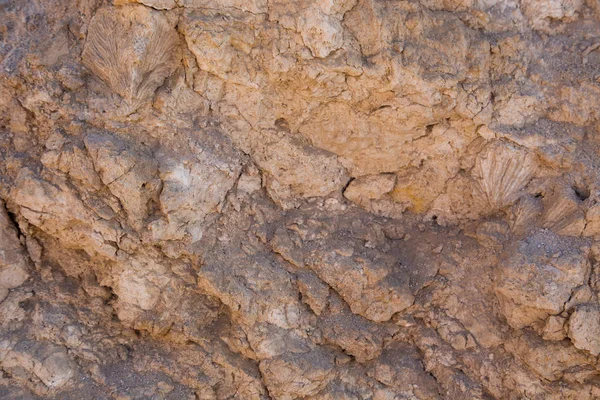 Muro de barro vintage en el desierto hecho con rocas de playa y piedras de coral. Textura de piedra vieja pared, coral seco viejo de color marrón. Fondo natural . — Foto de Stock