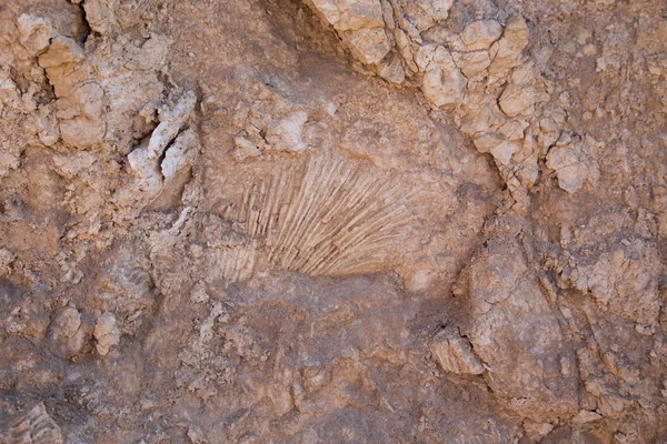 Muro di fango vintage nel deserto realizzato con rocce da spiaggia e pietre di corallo. Texture di pietra vecchia parete, vecchio corallo secco di colore marrone. Sfondo naturale . — Foto Stock