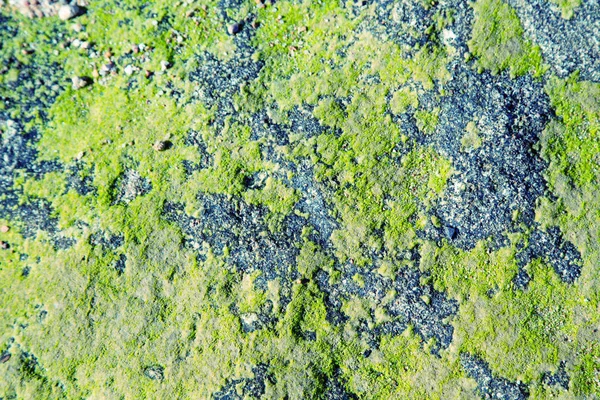 회색 돌의 녹색 이끼로 덮여 있습니다. 자연 배경입니다. 스톤 텍스처 물 가장자리 — 스톡 사진