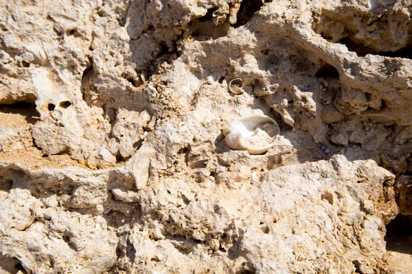 Vintage modder muur in de woestijn gemaakt met strand rotsen en stenen koraal. Textuur van oude stenen muur, oude droge koraal van bruine kleur. Natuurlijke achtergrond. — Stockfoto