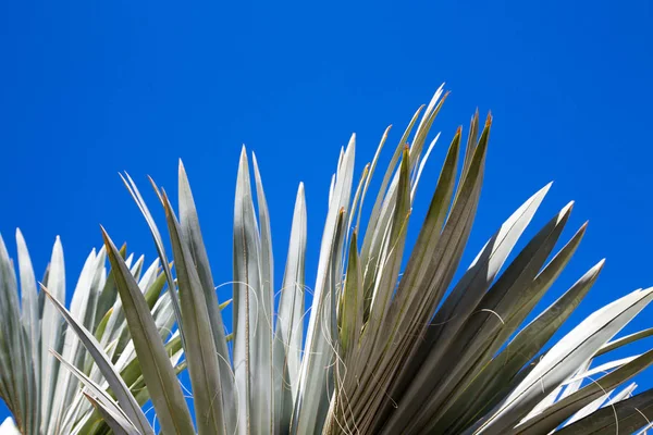 Palme im Hintergrund eines klaren blauen Himmels. Hintergrund für das Einfügen eines Bildes oder Textes zu einem Thema - Tourismus, Reisen und Freizeit. Natürlicher Hintergrund — Stockfoto