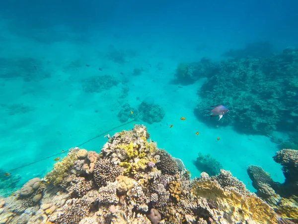 Underwater photography of coral reefs in the red sea. Clear blue water, beautiful corals. Natural natural background. Place to insert text. The theme of tourism and travel. — Stock Photo, Image