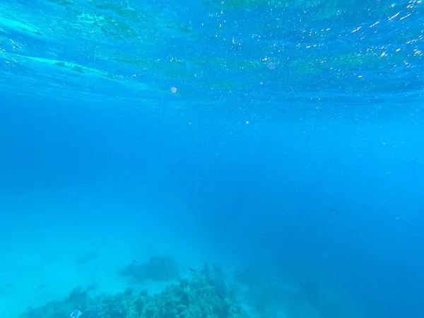 红海珊瑚礁的水下摄影。清澈的蓝色海水，美丽的珊瑚。自然背景。插入文本的位置。旅游与旅游的主题. — 图库照片