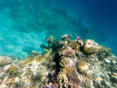 Kızıldeniz'deki mercan resiflerinin sualtı fotoğrafçılığı. Berrak mavi su, güzel mercanlar. Doğal doğal arka plan. Metin eklemek için yerleştirin. Turizm ve seyahat teması.
