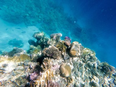 Kızıldeniz'deki mercan resiflerinin sualtı fotoğrafçılığı. Berrak mavi su, güzel mercanlar. Doğal doğal arka plan. Metin eklemek için yerleştirin. Turizm ve seyahat teması.