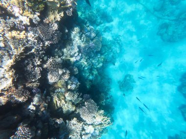 Kızıldeniz'deki mercan resiflerinin sualtı fotoğrafçılığı. Berrak mavi su, güzel mercanlar. Doğal doğal arka plan. Metin eklemek için yerleştirin. Turizm ve seyahat teması.