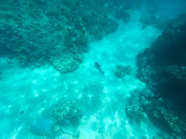 Kızıldeniz'deki mercan resiflerinin sualtı fotoğrafçılığı. Berrak mavi su, güzel mercanlar. Doğal doğal arka plan. Metin eklemek için yerleştirin. Turizm ve seyahat teması.