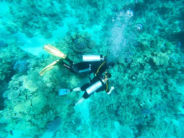 Mergulhador mergulhador em peixes tropicais recifais. Mar oceânico. Fundo azul bonito do mar — Fotografia de Stock
