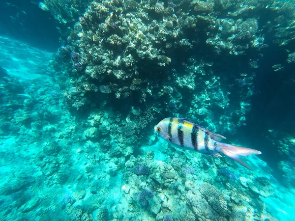 Underwater photography of coral reefs in the red sea. Clear blue water, beautiful corals. Natural natural background. Place to insert text. The theme of tourism and travel. — Stock Photo, Image