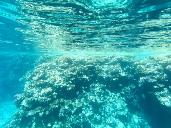 Fotografia subaquática de recifes de coral no mar vermelho. Água azul clara, corais bonitos. Fundo natural natural. Lugar para inserir texto. O tema do turismo e viagens . — Fotografia de Stock