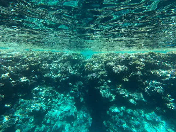 Fotografia subacquea di barriere coralline nel mare rosso. Acqua cristallina, bellissimi coralli. Sfondo naturale naturale. Posto per inserire testo. Il tema del turismo e dei viaggi . — Foto Stock