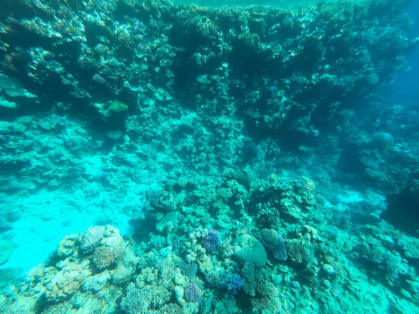 Vízalatti fényképezés korallzátonyok a Vörös-tengeren. Tiszta, kék víz, gyönyörű korallok. Természetes háttér. Helyezze el a szöveget. Az idegenforgalom és az utazás témája. — Stock Fotó