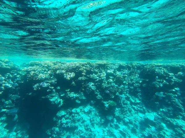 赤い海のサンゴ礁の水中写真。澄んだ青い水、美しいサンゴ。自然な自然の背景。テキストを挿入する場所。観光と旅行をテーマに. — ストック写真