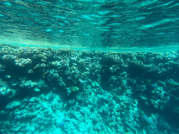 Fotografía submarina de arrecifes de coral en el mar rojo. Agua azul clara, hermosos corales. Fondo natural natural. Lugar para insertar texto. El tema del turismo y los viajes . — Foto de Stock