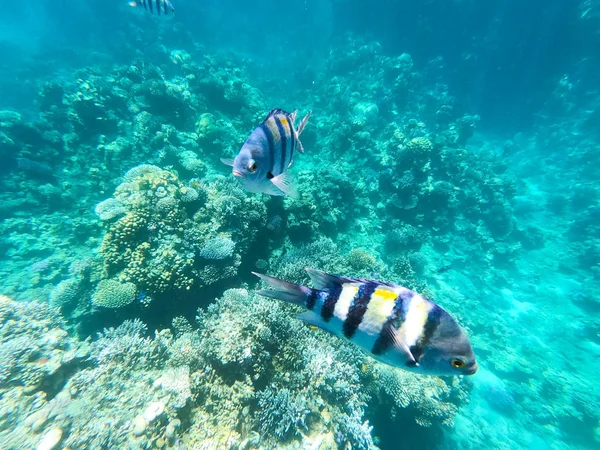 stock image Underwater photography of coral reefs in the red sea. Clear blue water, beautiful corals. Natural natural background. Place to insert text. The theme of tourism and travel.