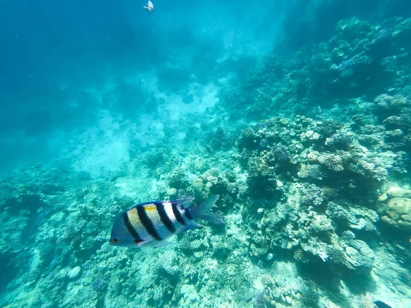 Onderwater fotografie van koraalriffen in de rode zee. Helder blauw water, prachtige koralen. Natuurlijke natuurlijke achtergrond. Plaats om tekst in te voegen. Het thema van toerisme en reizen. — Stockfoto