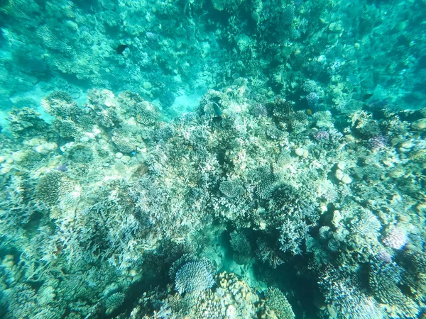Fotografia subacquea di barriere coralline nel mare rosso. Acqua cristallina, bellissimi coralli. Sfondo naturale naturale. Posto per inserire testo. Il tema del turismo e dei viaggi . — Foto Stock
