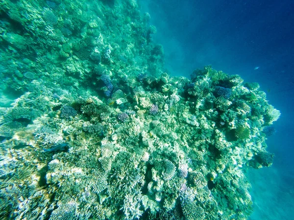 Onderwater fotografie van koraalriffen in de rode zee. Helder blauw water, prachtige koralen. Natuurlijke natuurlijke achtergrond. Plaats om tekst in te voegen. Het thema van toerisme en reizen. — Stockfoto