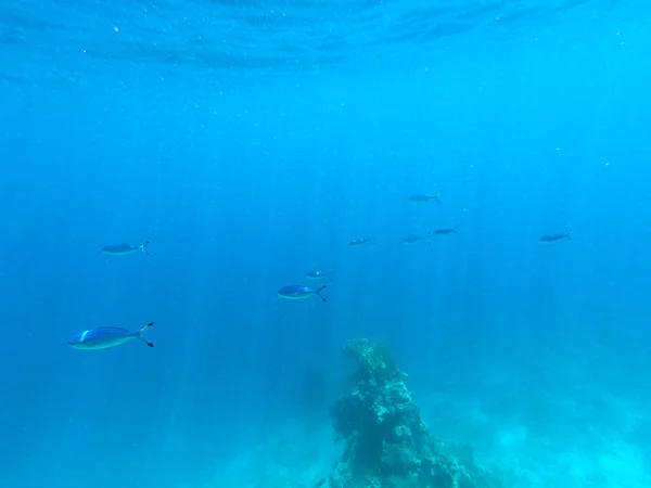 Hermosa textura del mar y el agua del océano. fondo azul. Fotografía submarina. Mar Rojo, Egipto . —  Fotos de Stock