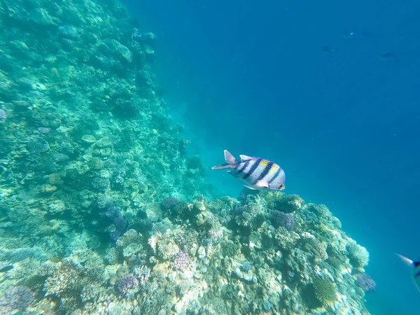 Underwater photography of coral reefs in the red sea. Clear blue water, beautiful corals. Natural natural background. Place to insert text. The theme of tourism and travel. — Stock Photo, Image