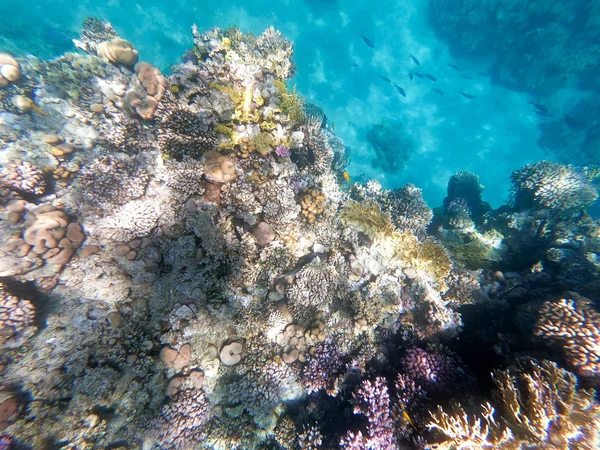 Underwater photography of coral reefs in the red sea. Clear blue water, beautiful corals. Natural natural background. Place to insert text. The theme of tourism and travel. — Stock Photo, Image