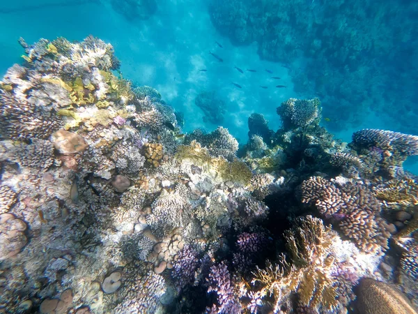 Underwater photography of coral reefs in the red sea. Clear blue water, beautiful corals. Natural natural background. Place to insert text. The theme of tourism and travel. — Stock Photo, Image