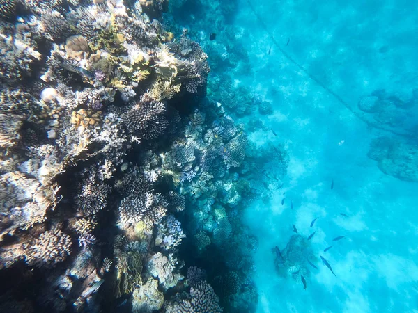 Podwodne fotografie raf koralowych w Morzu Czerwonym. Wyczyść niebieską wodę, piękne korale. Naturalne naturalne tło. Miejsce wstawiania tekstu. Temat turystyki i podróży. — Zdjęcie stockowe