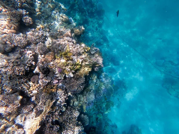 Podwodne fotografie raf koralowych w Morzu Czerwonym. Wyczyść niebieską wodę, piękne korale. Naturalne naturalne tło. Miejsce wstawiania tekstu. Temat turystyki i podróży. — Zdjęcie stockowe
