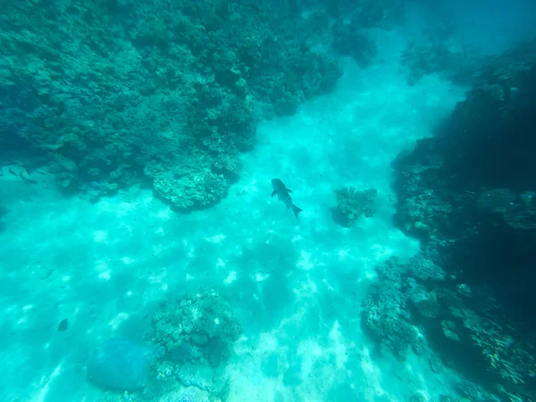 Underwater photography of coral reefs in the red sea. Clear blue water, beautiful corals. Natural natural background. Place to insert text. The theme of tourism and travel. — Stock Photo, Image