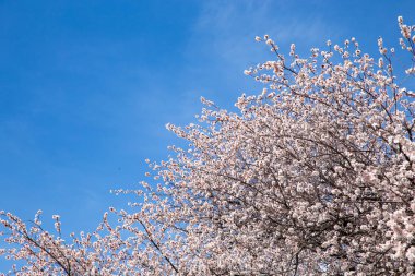 Bahar çiçekleri. Mavi gökyüzüne karşı çiçekli kayısı dalları. Beyaz çiçek. Bahar arka planı.