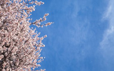 Bahar çiçekleri. Mavi gökyüzüne karşı çiçekli kayısı dalları. Beyaz çiçek. Bahar arka planı.