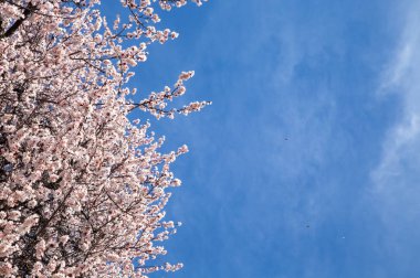 Bahar çiçekleri. Mavi gökyüzüne karşı çiçekli kayısı dalları. Beyaz çiçek. Bahar arka planı.