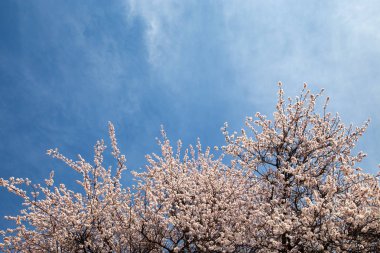 Bahar çiçekleri. Mavi gökyüzüne karşı çiçekli kayısı dalları. Beyaz çiçek. Bahar arka planı.