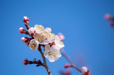 Bahar çiçekleri. Mavi gökyüzüne karşı çiçekli kayısı dalları. Beyaz çiçek. Bahar arka planı.