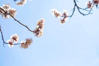 Bahar çiçekleri. Mavi gökyüzüne karşı çiçekli kayısı dalları. Beyaz çiçek. Bahar arka planı.