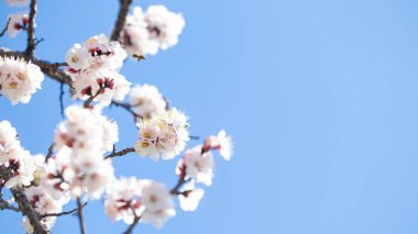 Bahar çiçekleri. Mavi gökyüzüne karşı çiçekli kayısı dalları. Beyaz çiçek. Bahar arka planı.