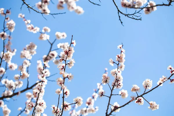 Bahar çiçekleri. Mavi gökyüzüne karşı çiçekli kayısı dalları. Beyaz çiçek. Bahar arka planı. — Stok fotoğraf