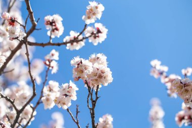 Bahar çiçekleri. Mavi gökyüzüne karşı çiçekli kayısı dalları. Beyaz çiçek. Bahar arka planı.