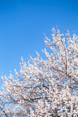 Bahar çiçekleri. Mavi gökyüzüne karşı çiçekli kayısı dalları. Beyaz çiçek. Bahar arka planı.