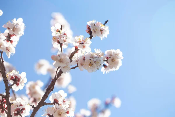 Bahar çiçekleri. Mavi gökyüzüne karşı çiçekli kayısı dalları. Beyaz çiçek. Bahar arka planı. — Stok fotoğraf