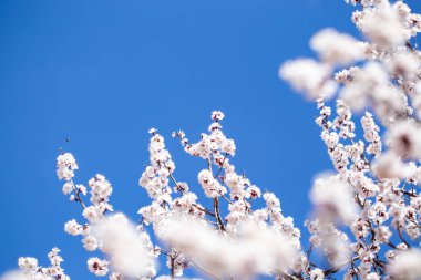 Bahar çiçekleri. Mavi gökyüzüne karşı çiçekli kayısı dalları. Beyaz çiçek. Bahar arka planı.
