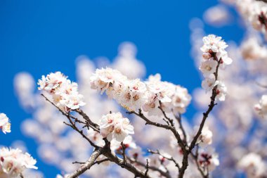 Bahar çiçekleri. Mavi gökyüzüne karşı çiçekli kayısı dalları. Beyaz çiçek. Bahar arka planı.