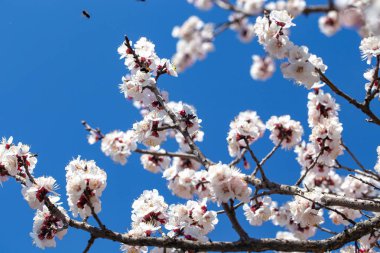 Bahar çiçekleri. Mavi gökyüzüne karşı çiçekli kayısı dalları. Beyaz çiçek. Bahar arka planı.