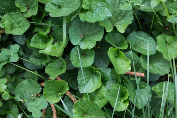 Lente groene achtergrond. Vers gras kleine lente bloemen. Natuurlijke natuur op het gazon. — Stockfoto