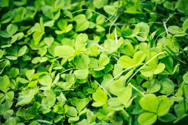 Bahar yeşili arka plan. Taze ot küçük bahar çiçekleri. Çimenlikte doğal doğa.