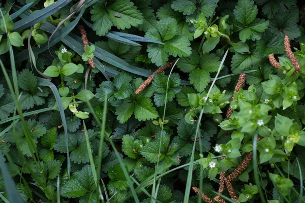 Vårgrön bakgrund. Färskt gräs små vårblommor. Natur på gräsmattan. — Stockfoto