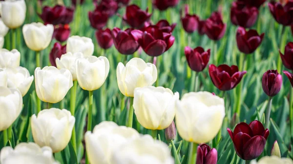 Des tulipes en fleurs. Beau fond de printemps et d'été. Endroit pour insérer du texte. Fleurs de printemps . — Photo