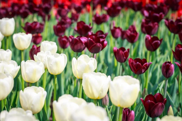 Des tulipes en fleurs. Beau fond de printemps et d'été. Endroit pour insérer du texte. Fleurs de printemps . — Photo